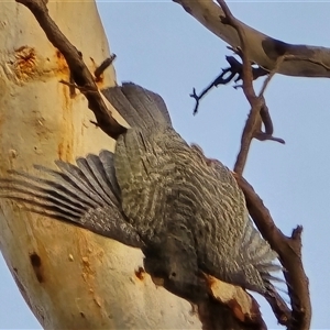 Callocephalon fimbriatum at O'Malley, ACT - Today by Mike