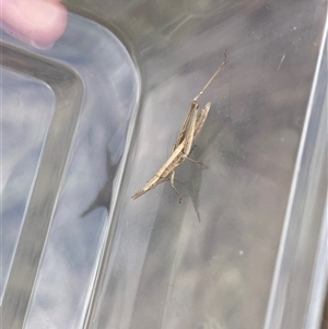 Keyacris scurra at Goulburn, NSW - Today by KylieB