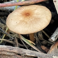 Unverified Cap on a stem; gills below cap [mushrooms or mushroom-like] at Karabar, NSW - 4 May 2025 by Clarel