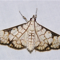 Aphytoceros lucusalis (A Crambid moth (Spilomelinae) at Urraween, QLD by PJH123
