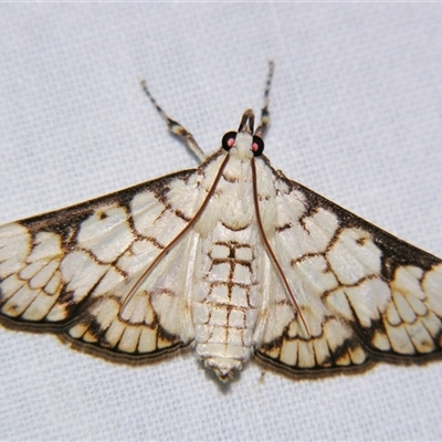 Aphytoceros lucusalis (A Crambid moth (Spilomelinae) at Urraween, QLD by PJH123