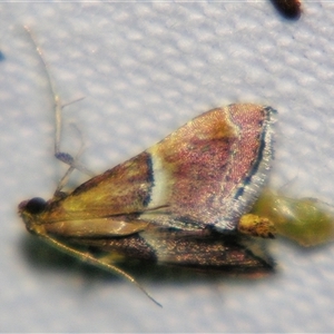 Persicoptera compsopa at Urraween, QLD - suppressed