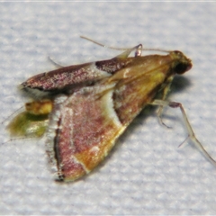 Persicoptera compsopa at Urraween, QLD - suppressed