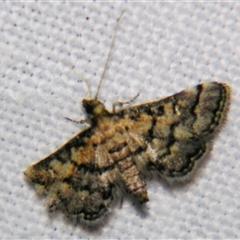 Metasia polytima (A Crambid moth (Spilomelinae) at Good Night, QLD - 27 Oct 2009 by PJH123