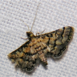 Metasia polytima at Good Night, QLD - suppressed