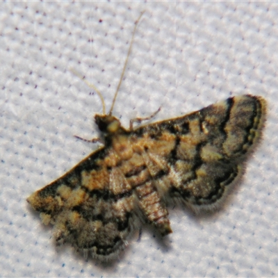 Metasia polytima (A Crambid moth (Spilomelinae) at Good Night, QLD - 27 Oct 2009 by PJH123
