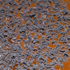 Hypogastrura sp. (genus) at Forde, ACT - 30 Apr 2025 12:05 PM