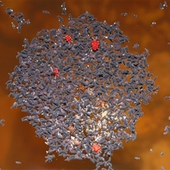 Hypogastrura sp. (genus) at Forde, ACT - 30 Apr 2025 12:05 PM