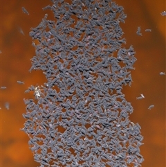 Hypogastrura sp. (genus) at Forde, ACT - 30 Apr 2025 12:05 PM