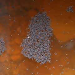 Hypogastrura sp. (genus) at Forde, ACT - 30 Apr 2025 12:05 PM