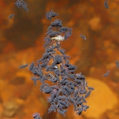 Symphypleona sp. (order) at Forde, ACT - 30 Apr 2025 12:05 PM