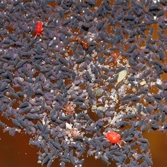 Symphypleona sp. (order) at Forde, ACT - 30 Apr 2025 12:05 PM