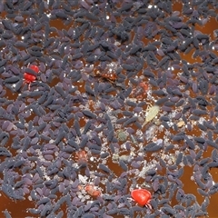 Symphypleona sp. (order) at Forde, ACT - 30 Apr 2025 12:05 PM