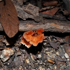 Unverified Cap on a stem; gills below cap [mushrooms or mushroom-like] at Paddys River, ACT - 1 May 2025 by TimL
