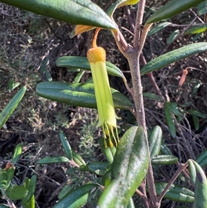 Correa sp. by Safarigirl
