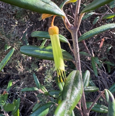 Correa sp. by Safarigirl