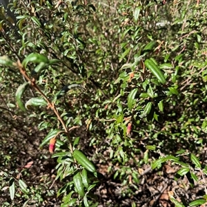 Correa lawrenceana var. rosea at Wilsons Valley, NSW - suppressed