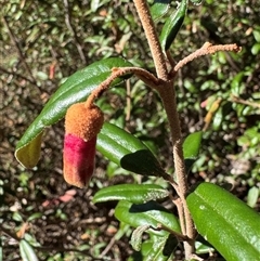 Correa lawrenceana var. rosea at Wilsons Valley, NSW - suppressed