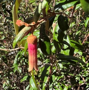 Correa lawrenceana var. rosea at Wilsons Valley, NSW - suppressed