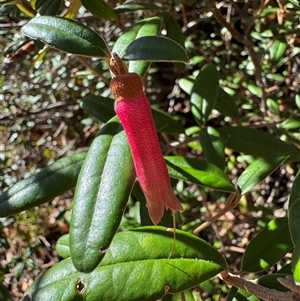 Correa lawrenceana var. rosea at Wilsons Valley, NSW - suppressed