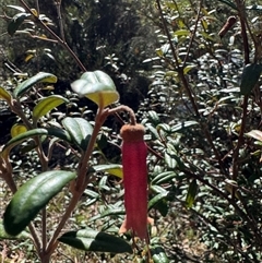 Correa lawrenceana var. rosea at Wilsons Valley, NSW - suppressed