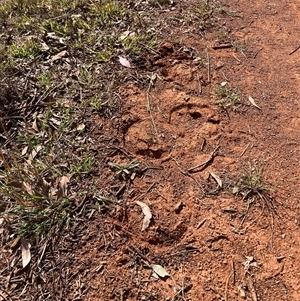 Equus caballus at Watson, ACT - 5 May 2025 01:04 PM