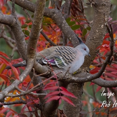 Ocyphaps lophotes (Crested Pigeon) at Cook, ACT - 5 May 2025 by Rheardy