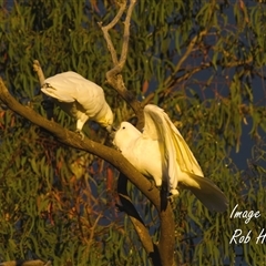 Cacatua galerita (Sulphur-crested Cockatoo) at Cook, ACT - 1 May 2025 by Rheardy