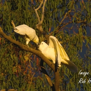 Cacatua galerita (Sulphur-crested Cockatoo) at Cook, ACT - 1 May 2025 by Rheardy