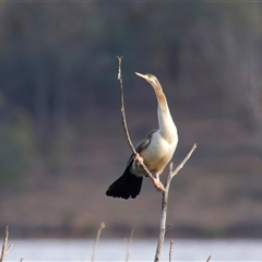 Anhinga novaehollandiae (Australasian Darter) at Yarrow, NSW - 5 May 2025 by jb2602