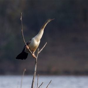 Anhinga novaehollandiae at Yarrow, NSW - 5 May 2025 02:37 PM