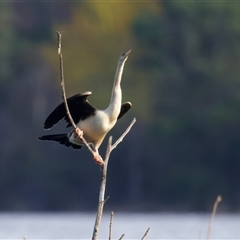 Anhinga novaehollandiae at Yarrow, NSW - 5 May 2025 02:37 PM