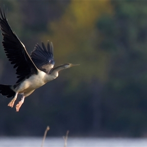Anhinga novaehollandiae at Yarrow, NSW - 5 May 2025 02:37 PM