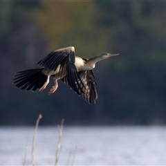 Anhinga novaehollandiae at Yarrow, NSW - 5 May 2025 02:37 PM