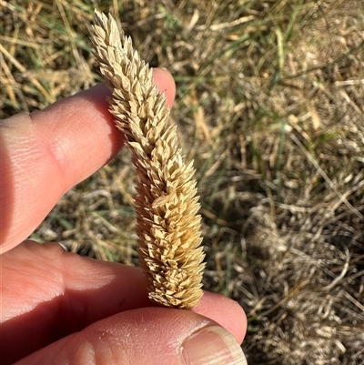 Phalaris aquatica (Phalaris, Australian Canary Grass) at Franklin, ACT - Yesterday by lbradley