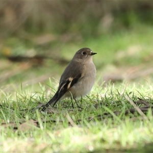 Petroica phoenicea at Bullocks Flat, NSW - 6 May 2025 by MandyandScott