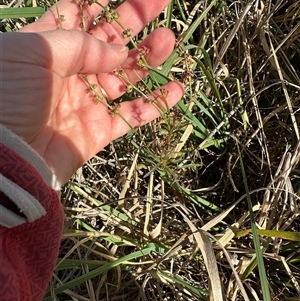 Haloragis heterophylla (Variable Raspwort) at Franklin, ACT - Today by lbradley