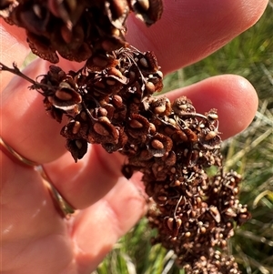 Rumex crispus (Curled Dock) at Franklin, ACT - Today by lbradley