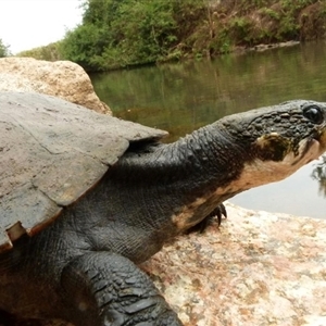Elseya (Pelocomastes) irwini (Irwin's Turtle) at Gadgarra, QLD - 20 Nov 2013 by MichaelBedingfield