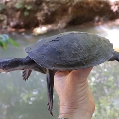 Elseya (Pelocomastes) irwini at Gadgarra, QLD - suppressed