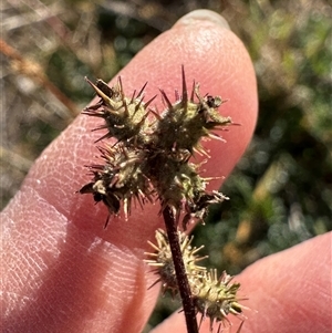 Acaena echinata (Sheeps Burr) at Harrison, ACT - Today by lbradley