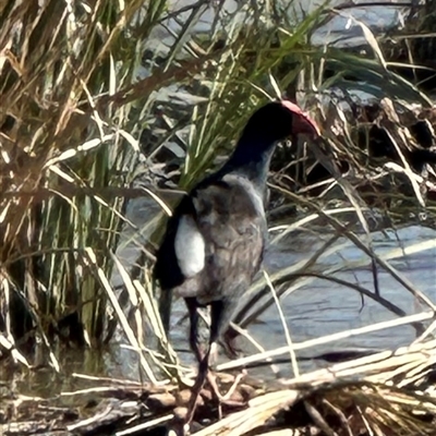 Porphyrio melanotus (Australasian Swamphen) at Harrison, ACT - 7 May 2025 by lbradley