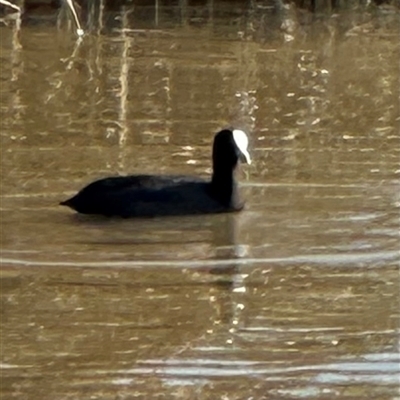 Fulica atra (Eurasian Coot) at Harrison, ACT - 7 May 2025 by lbradley