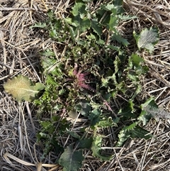 Sonchus asper (Prickly Sowthistle) at Harrison, ACT - Today by lbradley