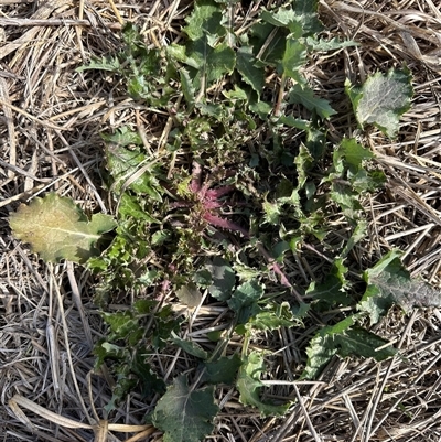 Sonchus asper (Prickly Sowthistle) at Harrison, ACT - Today by lbradley
