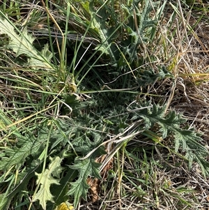 Cirsium vulgare (Spear Thistle) at Harrison, ACT - Today by lbradley