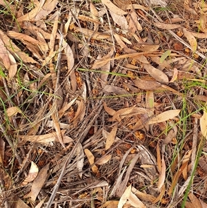 Calyptorhynchus lathami lathami at Penrose, NSW - suppressed