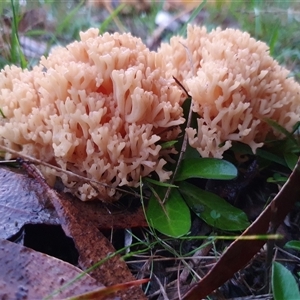 Ramaria sp. (genus) at Penrose, NSW - 1 May 2025 by Aussiegall