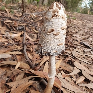 Coprinus comatus at Penrose, NSW - 7 May 2025 10:01 AM