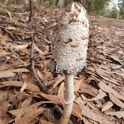 Coprinus comatus (Shaggy Ink Cap) at Penrose, NSW - 7 May 2025 by Aussiegall